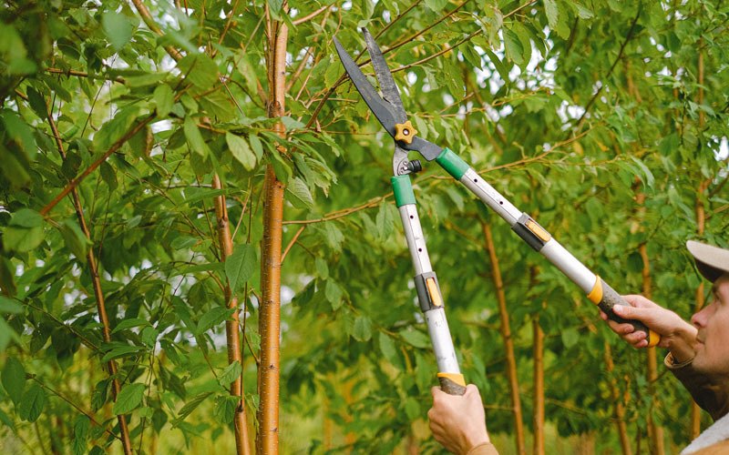 Tree trimming in Ceresco, NE